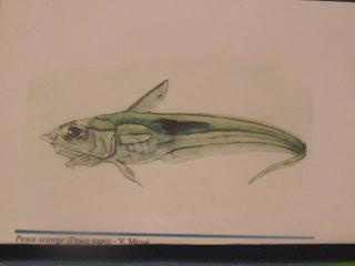 Immagine allegata alla scheda. Per averne una descrizione leggere i dettagli più in basso.